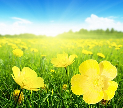 Фотообои "Весенние цветы"